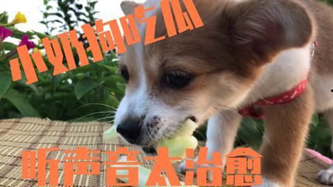 可以喂狗吃瓜吗,西瓜、哈密瓜等瓜类水果的适宜性分析  第1张